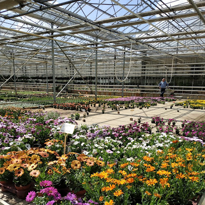 Een overzicht van een deel van het assortiment van bloemen in de serres van Tuincentrum Proost - Van Gorp.